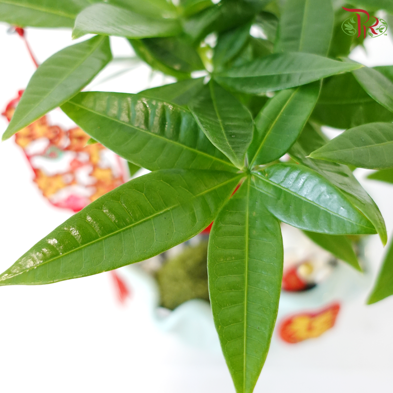 【CNY 2026】Lucky Charm Pachira《财源滚滚》