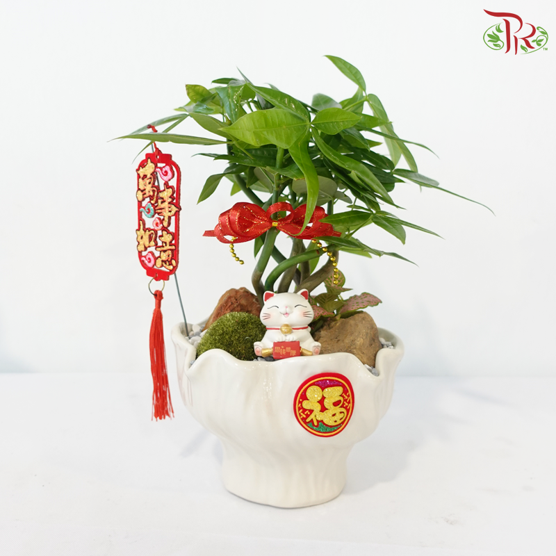 【CNY 2026】Lucky Charm Pachira《财源滚滚》