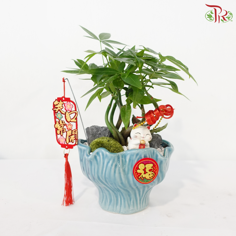 【CNY 2026】Lucky Charm Pachira《财源滚滚》