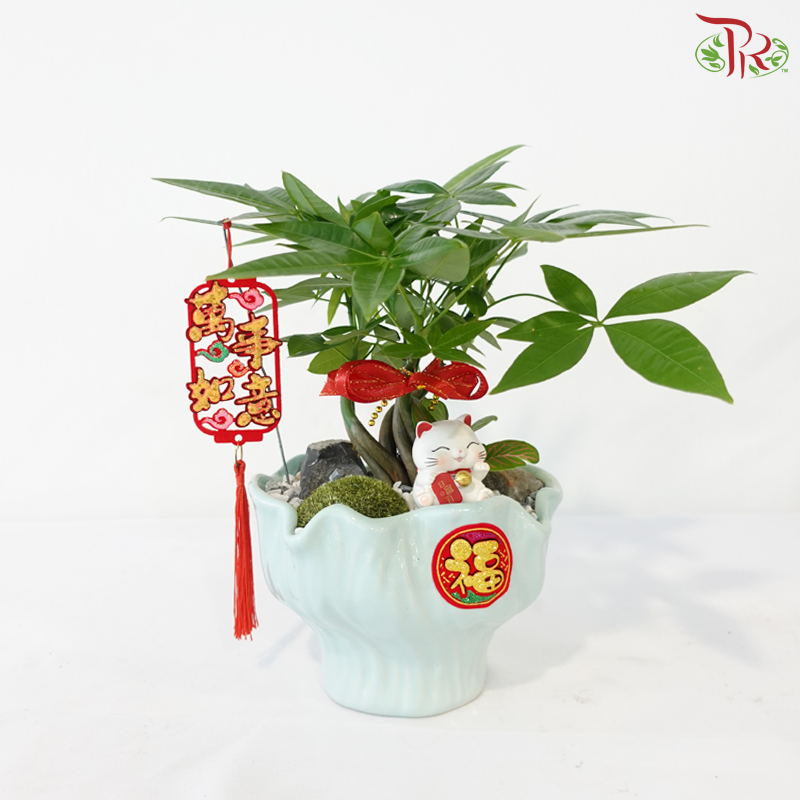 【CNY 2026】Lucky Charm Pachira《财源滚滚》