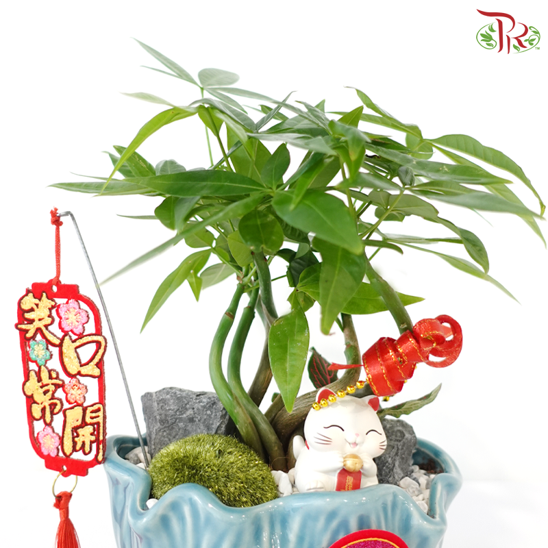 【CNY 2026】Lucky Charm Pachira《财源滚滚》