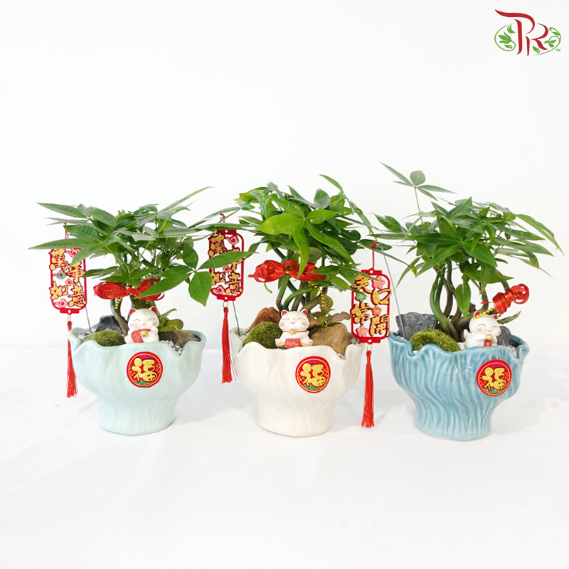 【CNY 2026】Lucky Charm Pachira《财源滚滚》