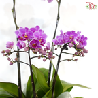 Luxe Satin Orchid (With Wrapping Cloth Color Option)