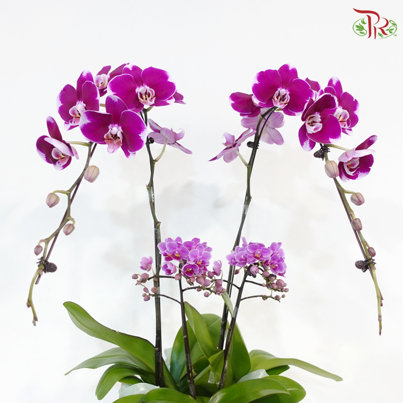 Luxe Satin Orchid (With Wrapping Cloth Color Option)
