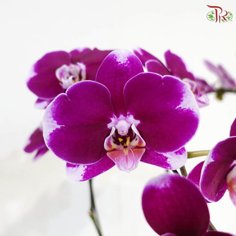 Luxe Satin Orchid (With Wrapping Cloth Color Option)