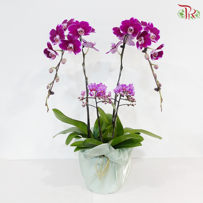 Luxe Satin Orchid (With Wrapping Cloth Color Option)
