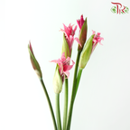 Lycoris - Pink (Per Bunch)