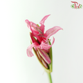 Lycoris - Pink (Per Bunch)