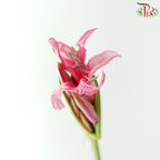 Lycoris - Pink (Per Bunch)
