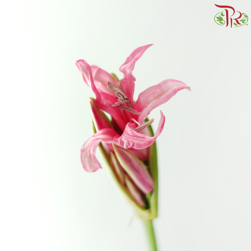 Lycoris - Pink (Per Bunch)