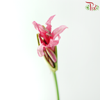 Lycoris - Pink (Per Bunch)