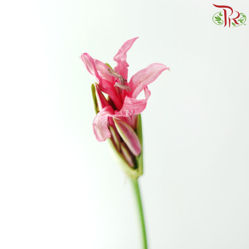 Lycoris - Pink (Per Bunch)