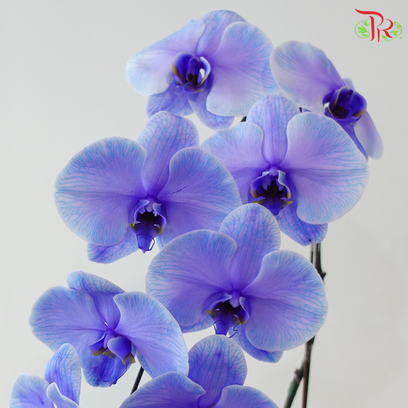 【Pre-Order】Big Single Stem Phalaenopsis Orchid (Without Vase) (With Color Option)