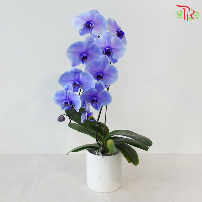 【Pre-Order】Big Single Stem Phalaenopsis Orchid (Without Vase) (With Color Option)