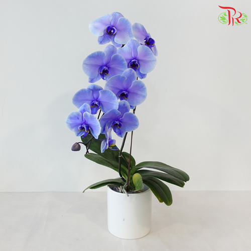 【Pre-Order】Big Single Stem Phalaenopsis Orchid (Without Vase) (With Color Option)