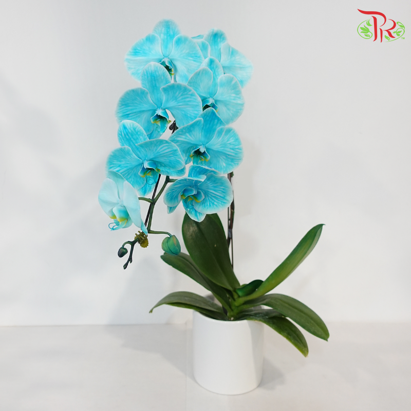 【Pre-Order】Big Single Stem Phalaenopsis Orchid (Without Vase) (With Color Option)