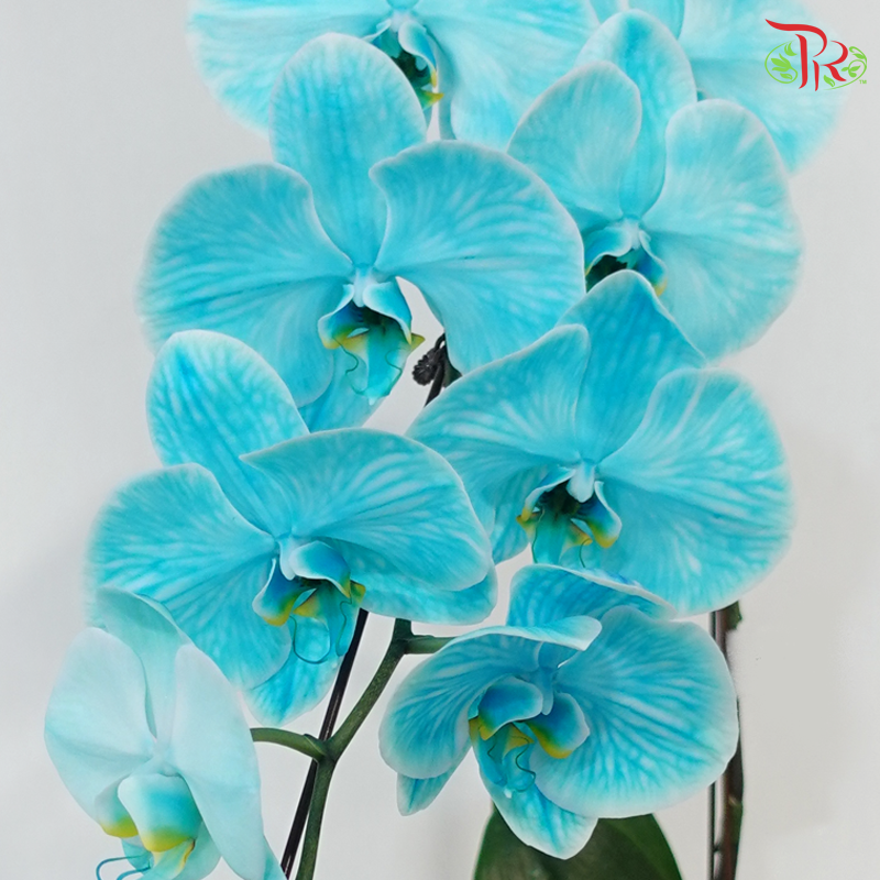【Pre-Order】Big Single Stem Phalaenopsis Orchid (Without Vase) (With Color Option)