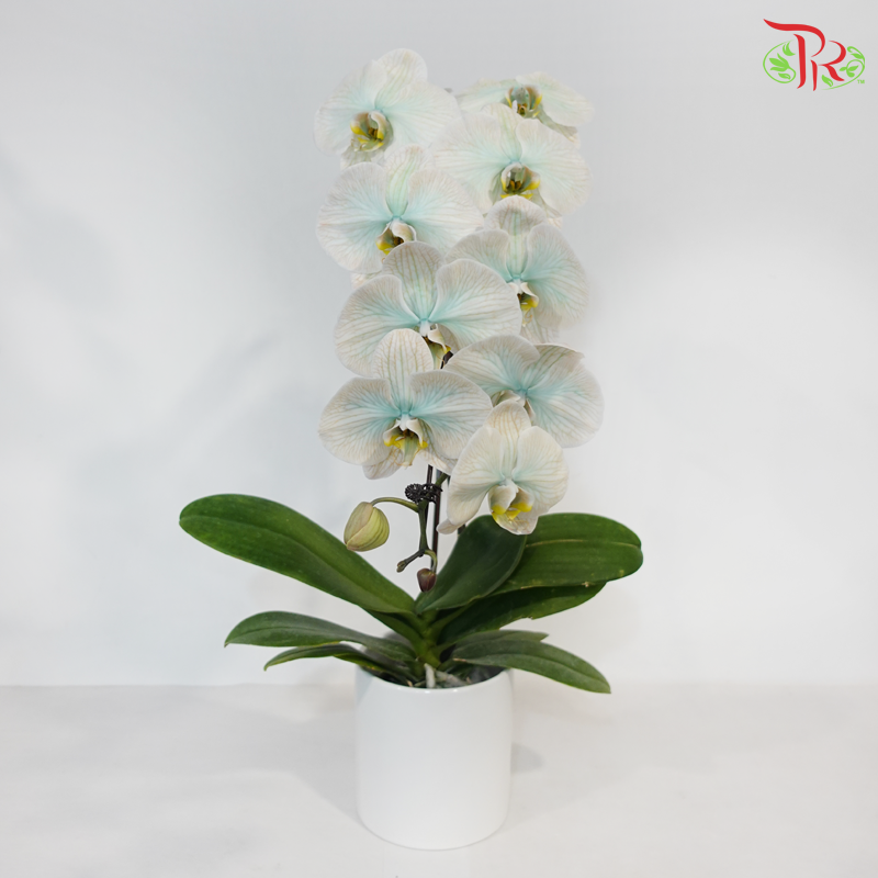【Pre-Order】Big Single Stem Phalaenopsis Orchid (Without Vase) (With Color Option)