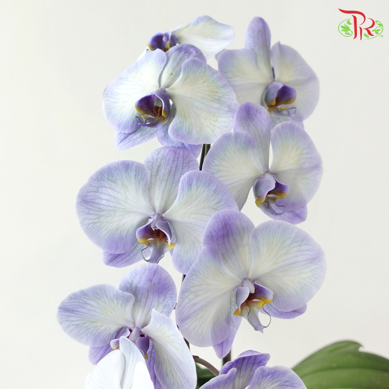 【Pre-Order】Big Single Stem Phalaenopsis Orchid (Without Vase) (With Color Option)