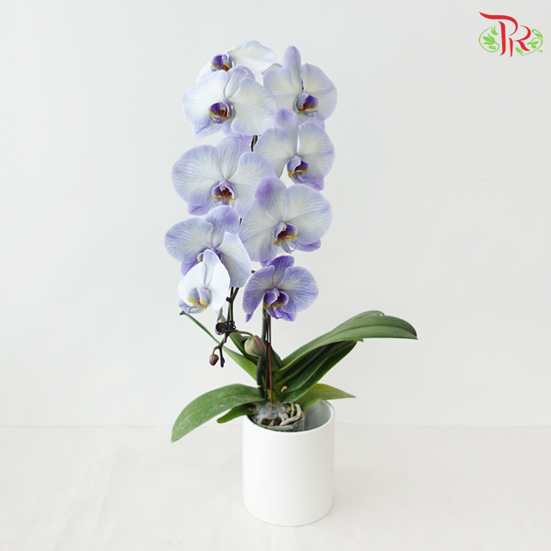 【Pre-Order】Big Single Stem Phalaenopsis Orchid (Without Vase) (With Color Option)