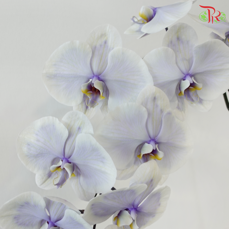 【Pre-Order】Big Single Stem Phalaenopsis Orchid (Without Vase) (With Color Option)