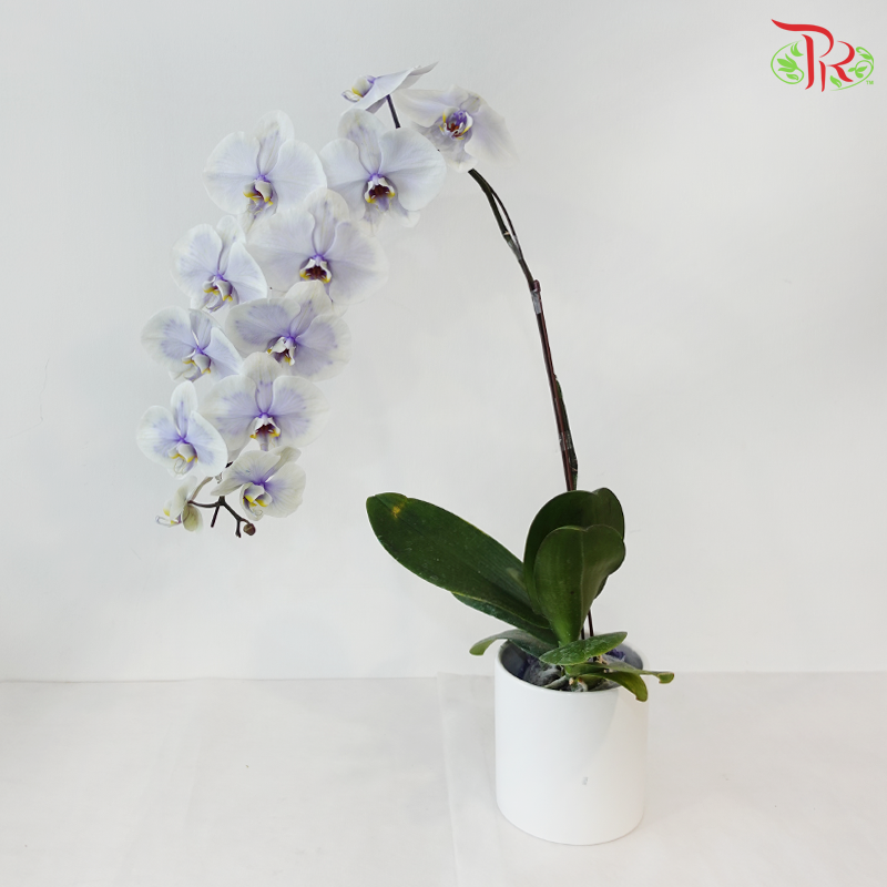 【Pre-Order】Big Single Stem Phalaenopsis Orchid (Without Vase) (With Color Option)