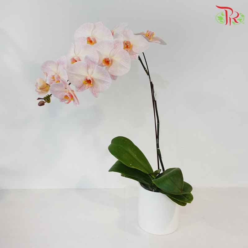 【Pre-Order】Big Single Stem Phalaenopsis Orchid (Without Vase) (With Color Option)