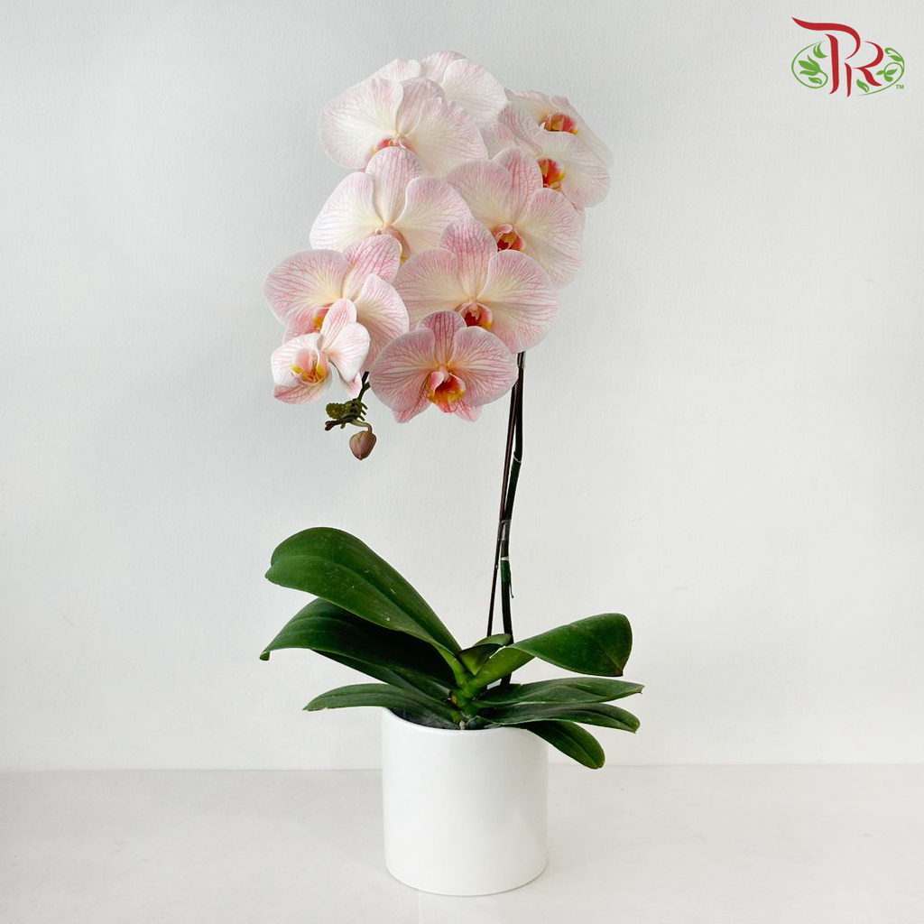【Pre-Order】Big Single Stem Phalaenopsis Orchid (Without Vase) (With Color Option)