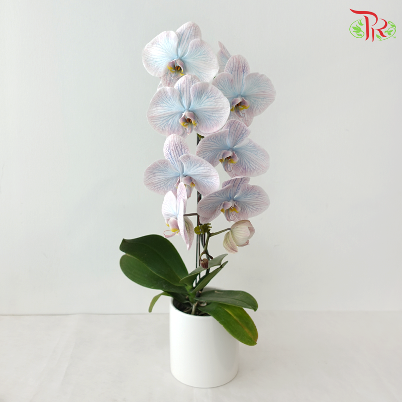 【Pre-Order】Big Single Stem Phalaenopsis Orchid (Without Vase) (With Color Option)