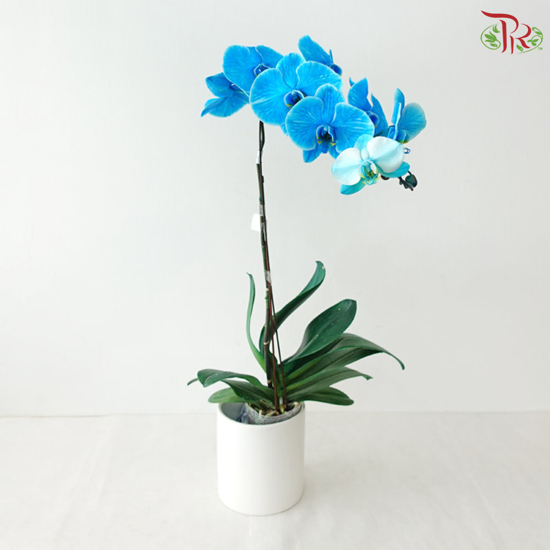 【Pre-Order】Big Single Stem Phalaenopsis Orchid (Without Vase) (With Color Option)