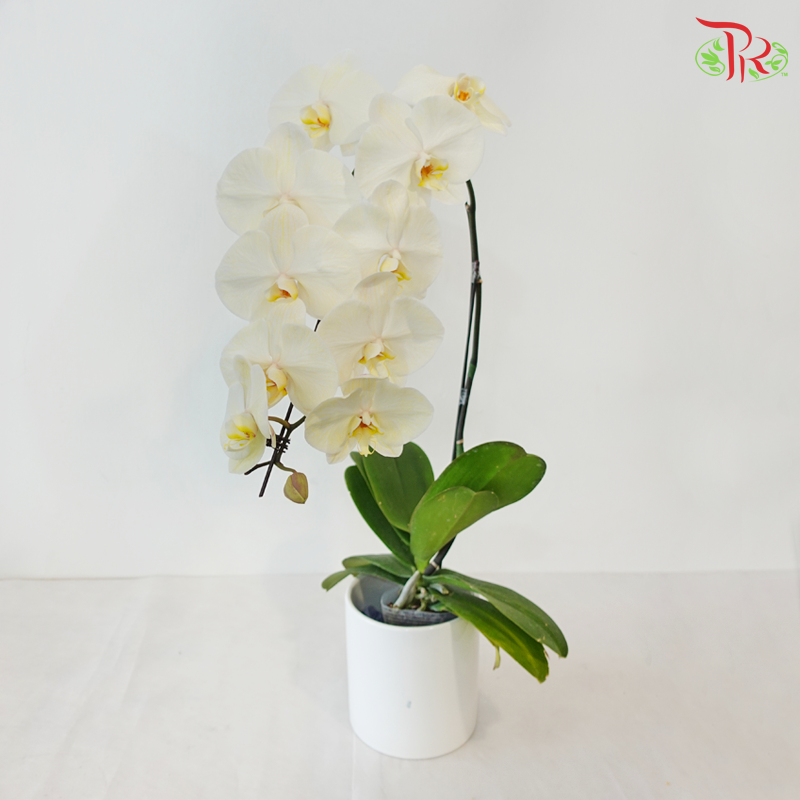 【Pre-Order】Big Single Stem Phalaenopsis Orchid (Without Vase) (With Color Option)