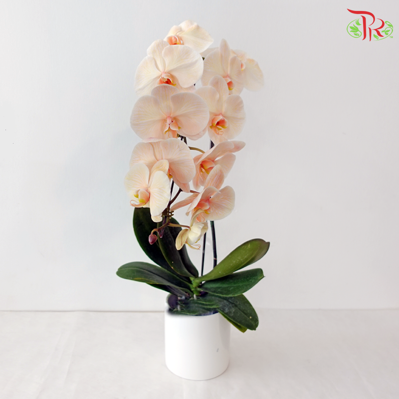 【Pre-Order】Big Single Stem Phalaenopsis Orchid (Without Vase) (With Color Option)