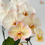 【Pre-Order】Big Single Stem Phalaenopsis Orchid (Without Vase) (With Color Option)