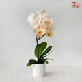 【Pre-Order】Big Single Stem Phalaenopsis Orchid (Without Vase) (With Color Option)