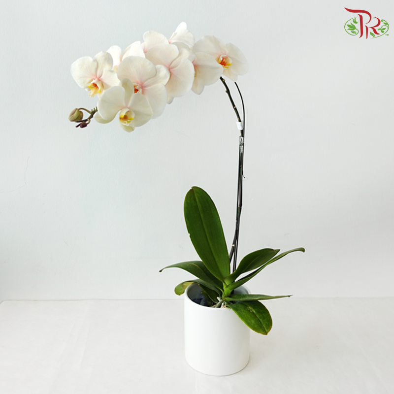 【Pre-Order】Big Single Stem Phalaenopsis Orchid (Without Vase) (With Color Option)