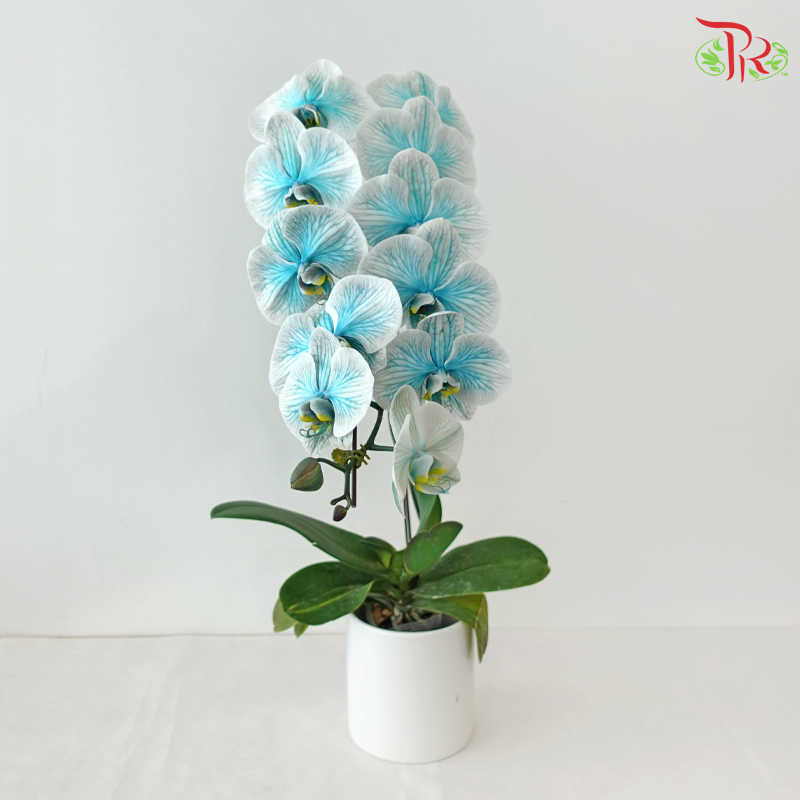 【Pre-Order】Big Single Stem Phalaenopsis Orchid (Without Vase) (With Color Option)