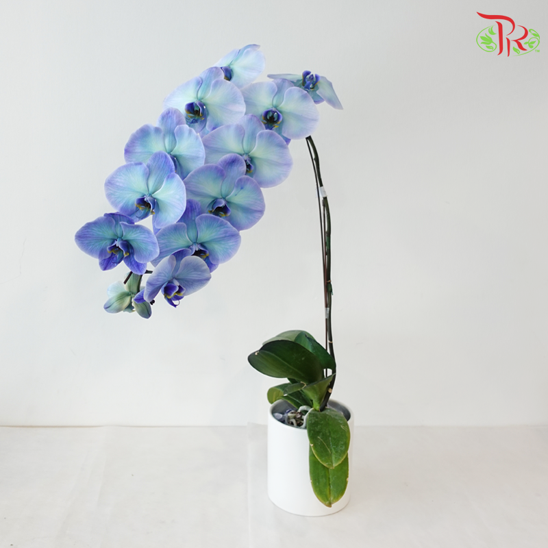【Pre-Order】Big Single Stem Phalaenopsis Orchid (Without Vase) (With Color Option)