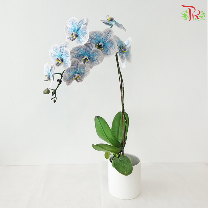 【Pre-Order】Big Single Stem Phalaenopsis Orchid (Without Vase) (With Color Option)