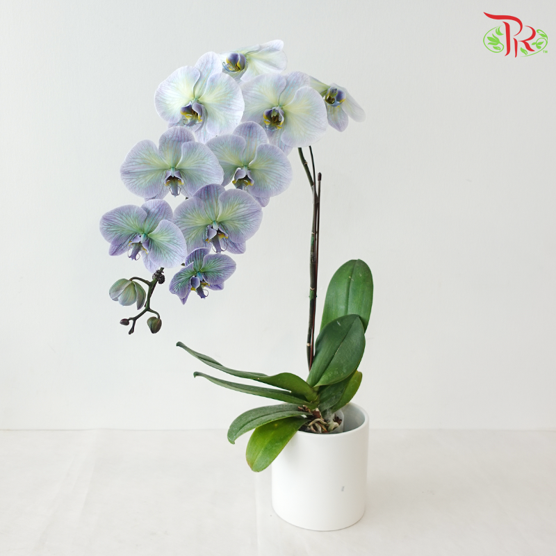 【Pre-Order】Big Single Stem Phalaenopsis Orchid (Without Vase) (With Color Option)