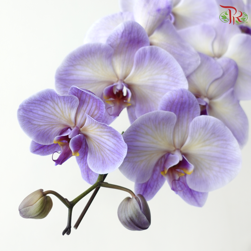 【Pre-Order】Big Single Stem Phalaenopsis Orchid (Without Vase) (With Color Option)