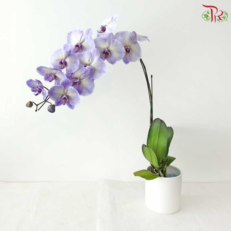 【Pre-Order】Big Single Stem Phalaenopsis Orchid (Without Vase) (With Color Option)
