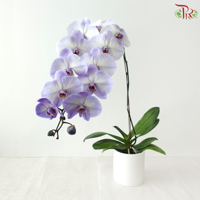 【Pre-Order】Big Single Stem Phalaenopsis Orchid (Without Vase) (With Color Option)