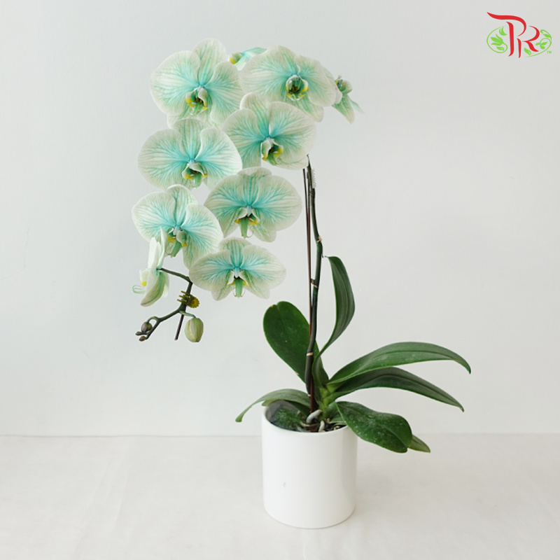 【Pre-Order】Big Single Stem Phalaenopsis Orchid (Without Vase) (With Color Option)