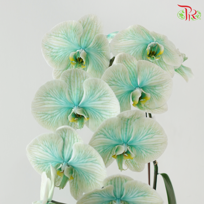 【Pre-Order】Big Single Stem Phalaenopsis Orchid (Without Vase) (With Color Option)