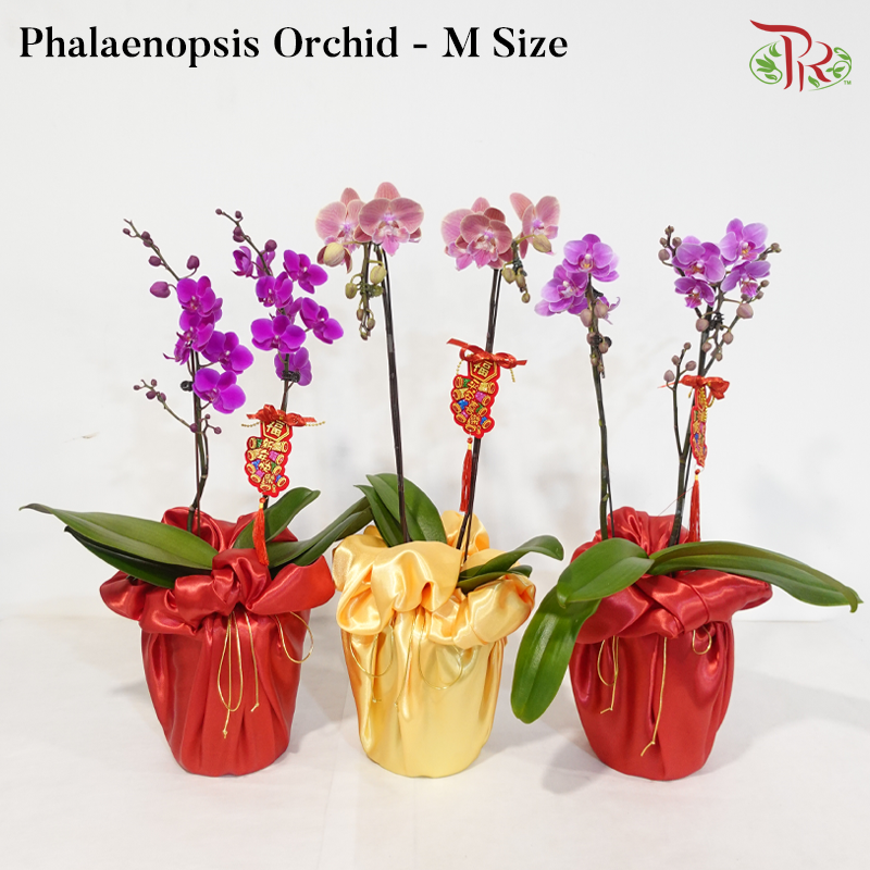 【CNY 2026】A Blossom Welcomes Spring 《一花迎春》(Random Choose Orchid Color) (With Orchid Size & Color Option)