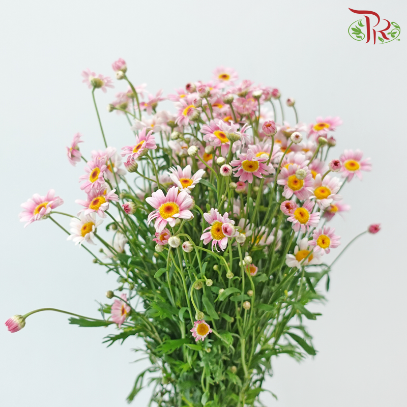 Margaret - Pink (Per Bunch)