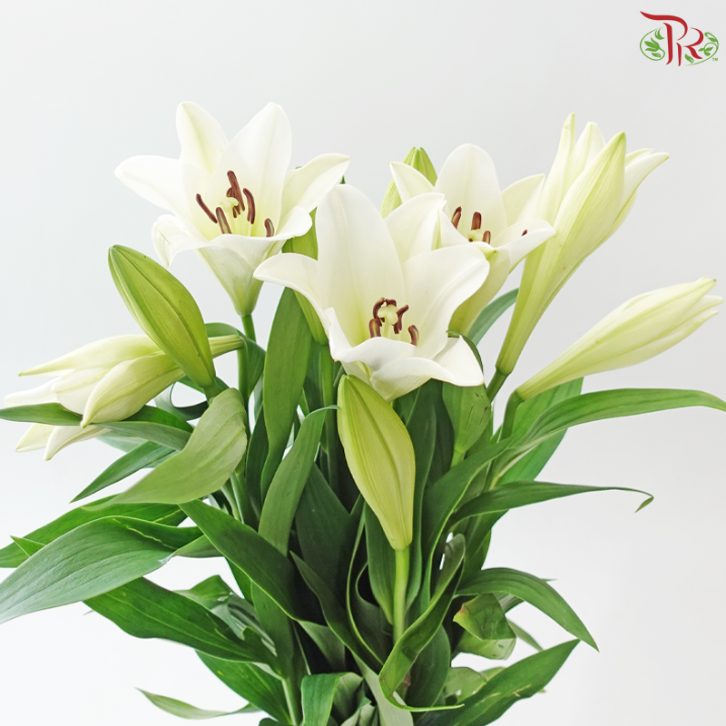 Madonna Lily Longiflorum (1+) - White (10 Stems)