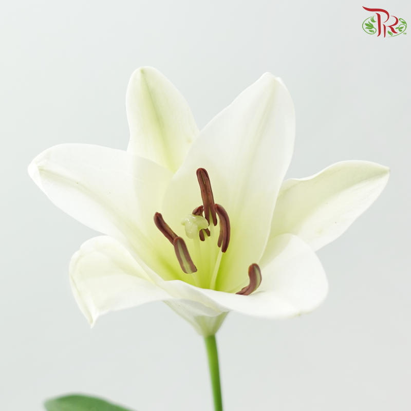 Madonna Lily Longiflorum (1+) - White (10 Stems)