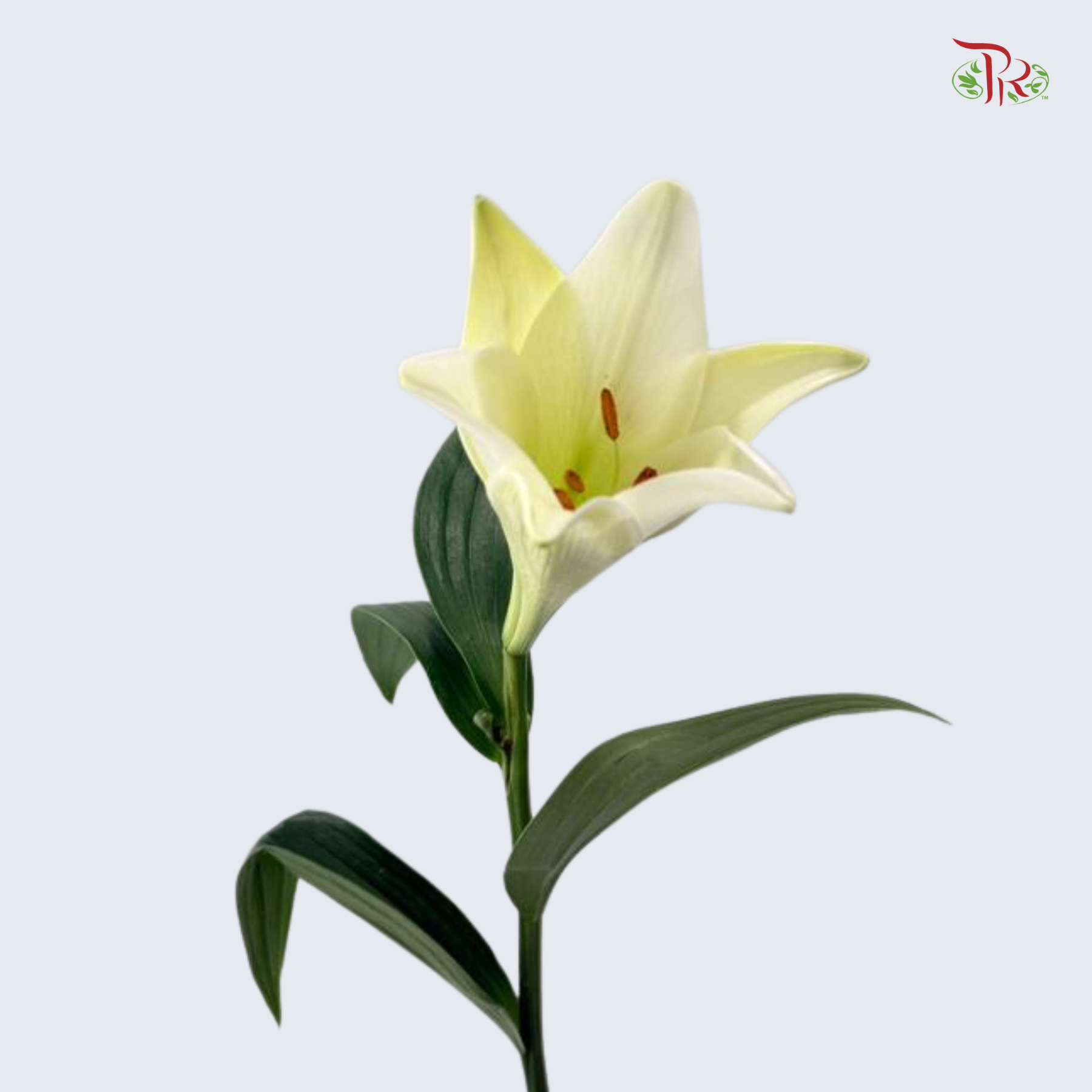 Madonna Lily (AA) - 10 Stems