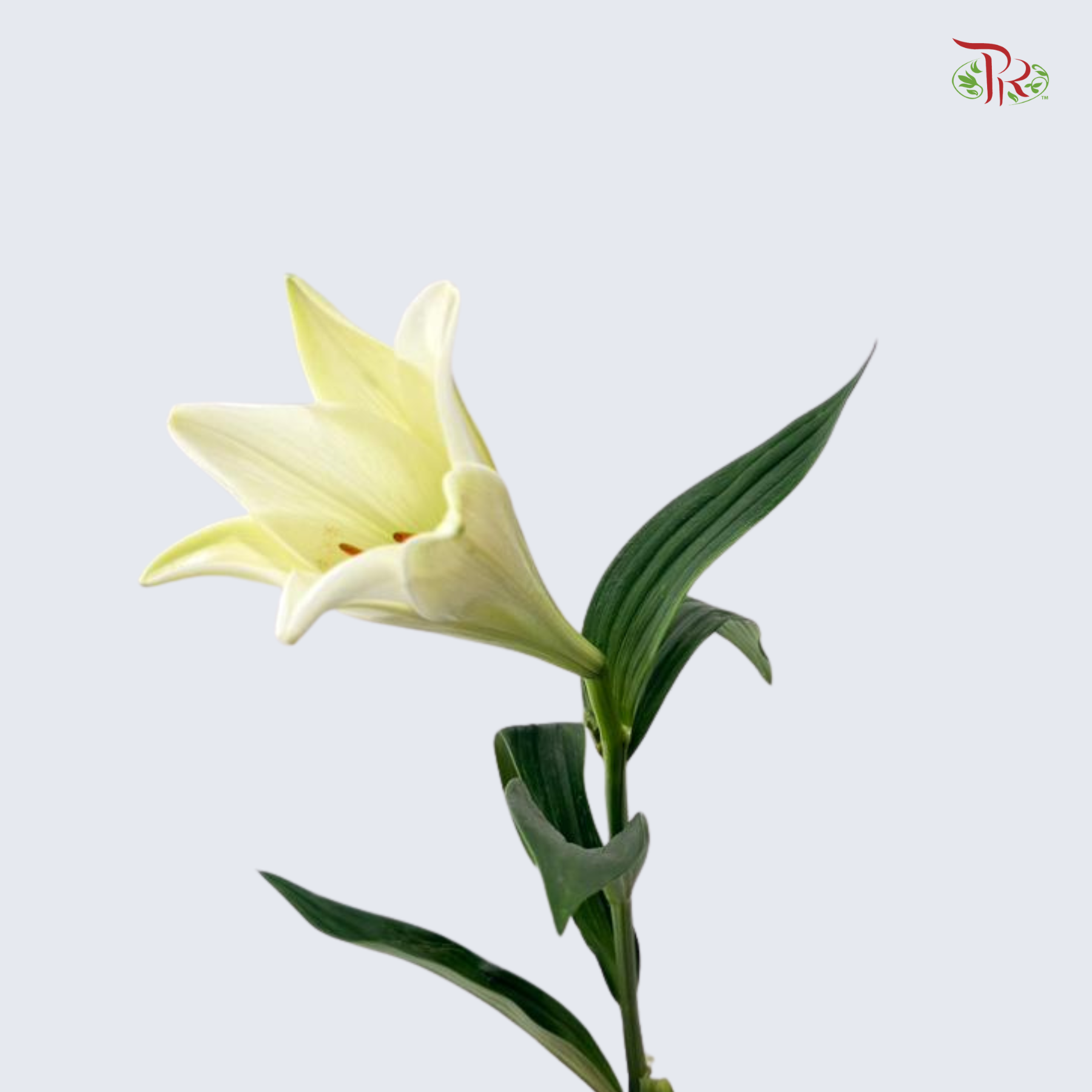 Madonna Lily (AA) - 10 Stems